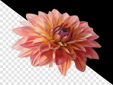 A dahlia PNG turned into a JPG on black