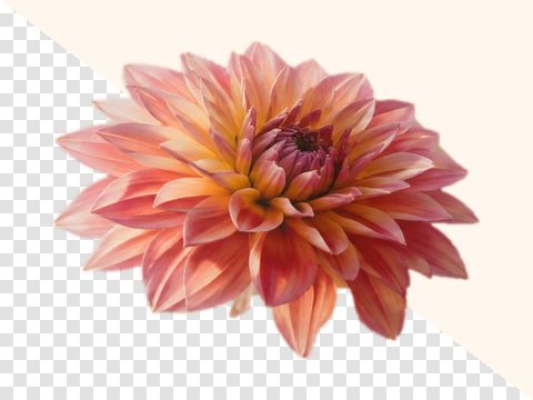 A dahlia PNG turned into a JPG on your page colour