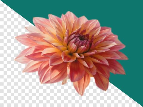 A dahlia PNG turned into a JPG on any colour