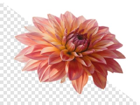 A dahlia PNG turned into a JPG on white